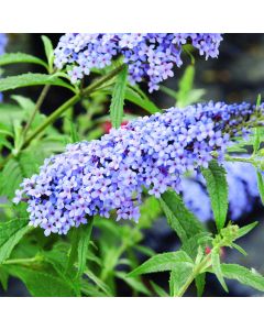 Zwerg-Schmetterlingsflieder (Buddleja davidii) BUZZ Improved Sky Blue