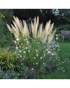 Diamant-Reitgras (Calamagrostis brachytricha) 