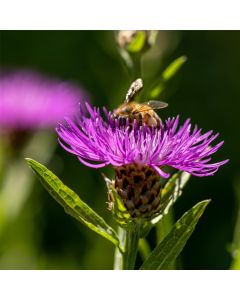 Wiesen-Flockenblume (Centaurea jacea) 
