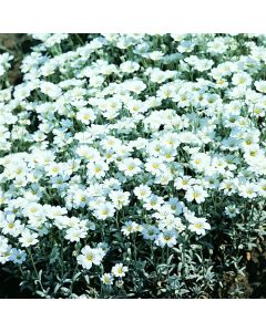 Filziges Hornkraut (Cerastium tomentosum) Silver White