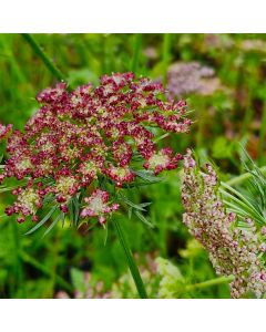 Wilde Möhre (Daucus carota) RED