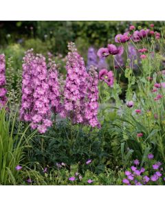 Rittersporn (Delphinium elatum) DELGENIUS Chantay