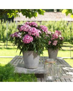 Bartnelke (Dianthus barbatus) Dart Pink Magician