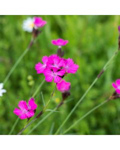 Kartäuser Nelke (Dianthus carthusianorum) 