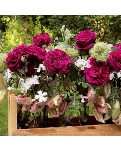 Nostalgie-Rose (Züchterrose) DEEP Secret Duftwolke