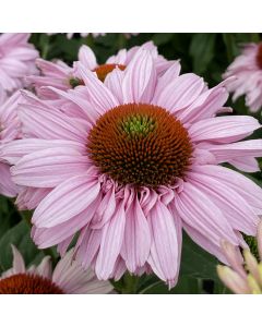 Sonnenhut (Echinacea) SUNSEEKER Blush