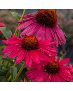 Sonnenhut (Echinacea) Sweet Meadow Mama