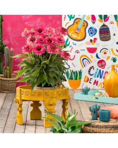 Sonnenhut (Echinacea purpurea) Bolero Rose