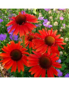 Sonnenhut (Echinacea purpurea) Hot Lava