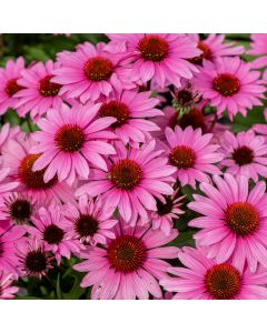 Sonnenhut (Echinacea purpurea) SUNMAGIC Vintage Fuchsia