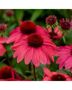 Sonnenhut (Echinacea purpurea) SUNMAGIC Vintage Red