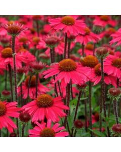 Sonnenhut (Echinacea) Sensation Pink