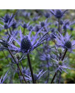 Kleine Edeldistel (Eryngium cultorum) Lapis Blue