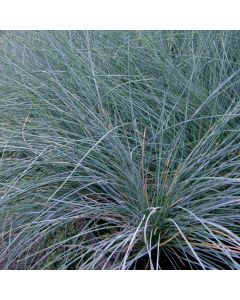 Zwerg-Blauschwingel (Festuca valesiaca) Glaucantha