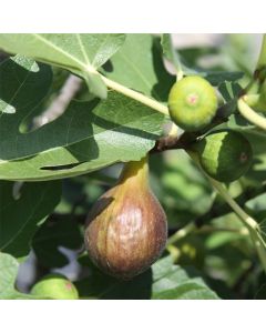 Feigenbaum (Ficus carica) Bornholm