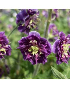 Brauner Storchschnabel (Geranium phaeum) Joseph Green