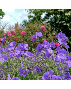 Blauer Wiesen-Storchschnabel (Geranium pratense) Orion