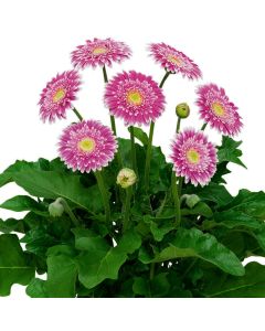Gerbera (Gerbera jamesonii) GARVINEA Sweet Fiesta 