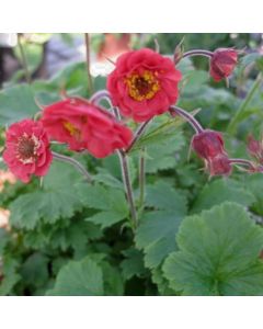 Nelkenwurz (Geum rivale) Flames of Passion®