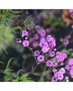 Schleierkraut (Gypsophila paniculata ) Pink Wedding
