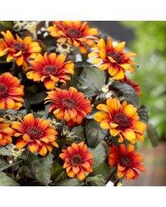 Sonnenauge (Heliopsis) Luna Roja