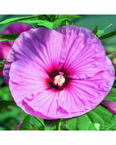 Riesen-Hibiskus (Hibiscus moscheutos) SUMMERIFIC Candy Crush
