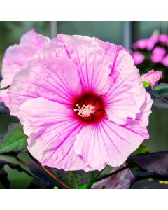 Riesen-Hibiskus (Hibiscus moscheutos) SUMMERIFIC Dark Mystery