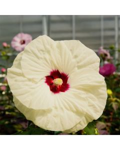Riesen-Hibiskus (Hibiscus moscheutos) SUMMERIFIC French Vanilla