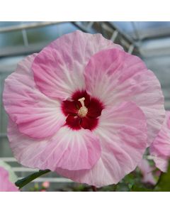 Riesen-Hibiskus (Hibiscus moscheutos) SUMMERIFIC Spinderella