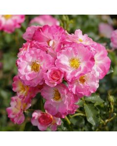 Kletterrose (Züchterrose) Konfetti
