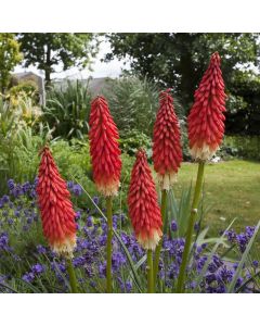 Fackellilie (Kniphofia) Amazing Fun