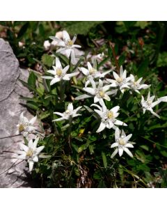 Edelweiß (Leontopodium alpinum) May Snow