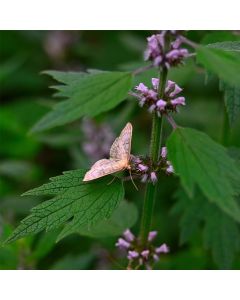 Echtes Herzgespann (Leonurus cardiaca) 