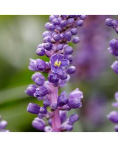 Traubenlilie (Liriope muscari) Royal Purple