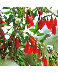 Gemeiner Bocksdorn (Lycium barbarum) Goji-Beere