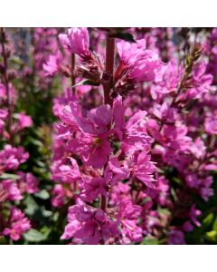 Blutweiderich (Lythrum salicaria) Pink Blush