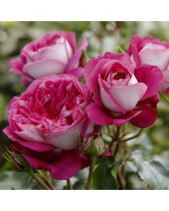 Duftende ADR Nostalgierose (Züchterrose) Maxim