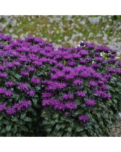 Indianernessel (Monarda didyma) SUGAR BUZZ Rockin' Raspberry