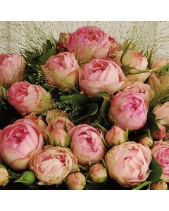Noblesse® Spray-Edelrose (Züchterrose) Lovely ROKOKO