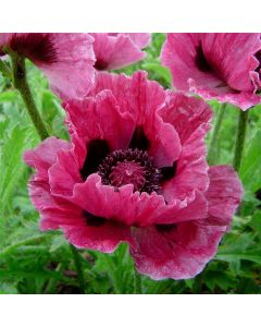 Türkischer Mohn (Papaver orientale) Bolero