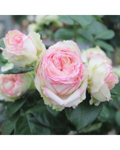 Patio-Rose (Züchterrose) Biedermeier