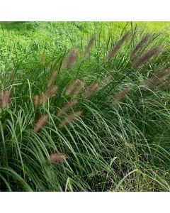 Federborstengras (Pennisetum alopecuroides var. viridescens) 