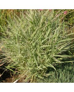 Rohrglanzgras (Phalaris arundinacea) Picta
