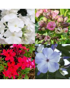10 Pflanzen Flammenblume (Phlox) Mix