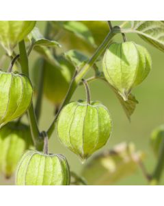 Kapstachelbeere (Physalis peruviana) Little Lanterns