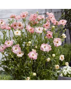 Ranunkel (Ranunculus) ROCOCO Pink