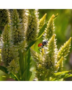 Gelbe Resede (Reseda lutea) 