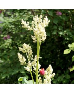 Chinesischer Rhabarber (Rheum officinale)