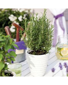 Echter Rosmarin (Rosmarinus officinalis) Speedy