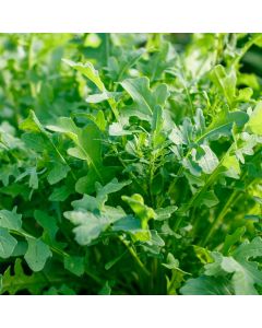 Wilde Rauke (Rucola silvatica/Diplotaxis tenuifolia) 